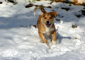 cane che corre con il freddo