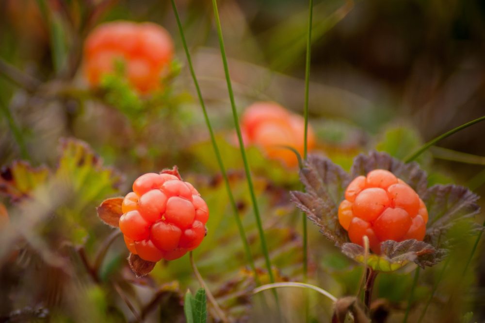 cloudberry